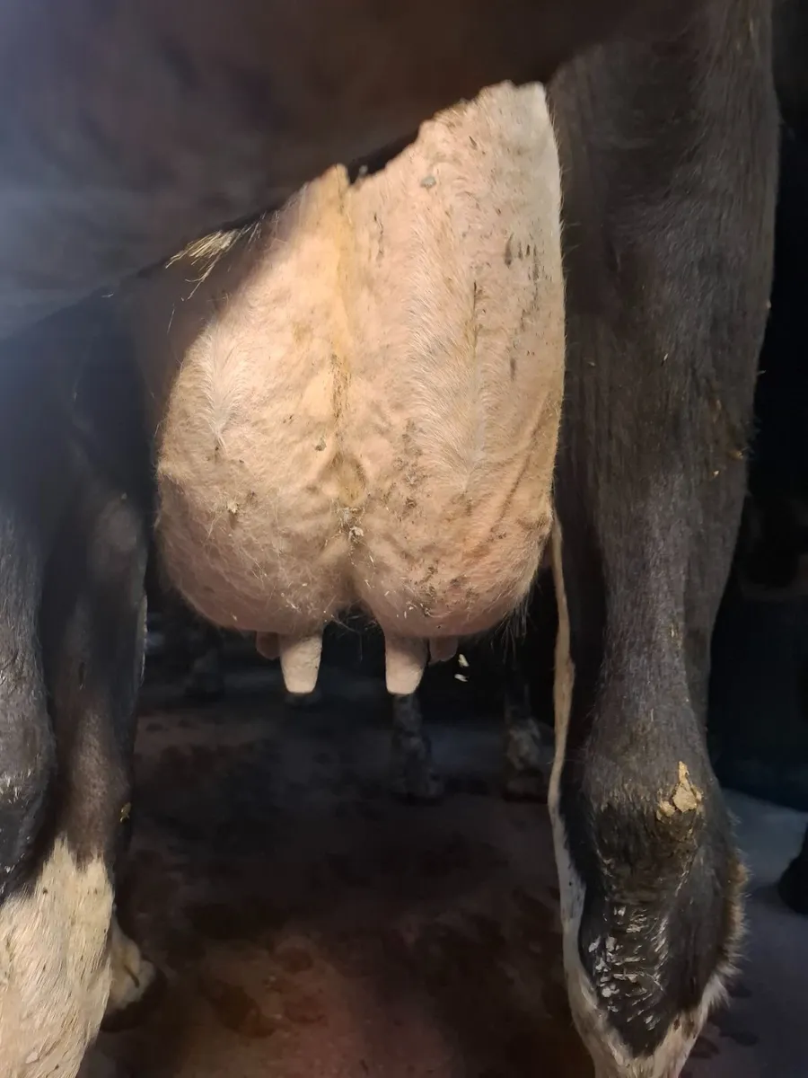 12 young empty AI Bred Milking Cows - Image 4