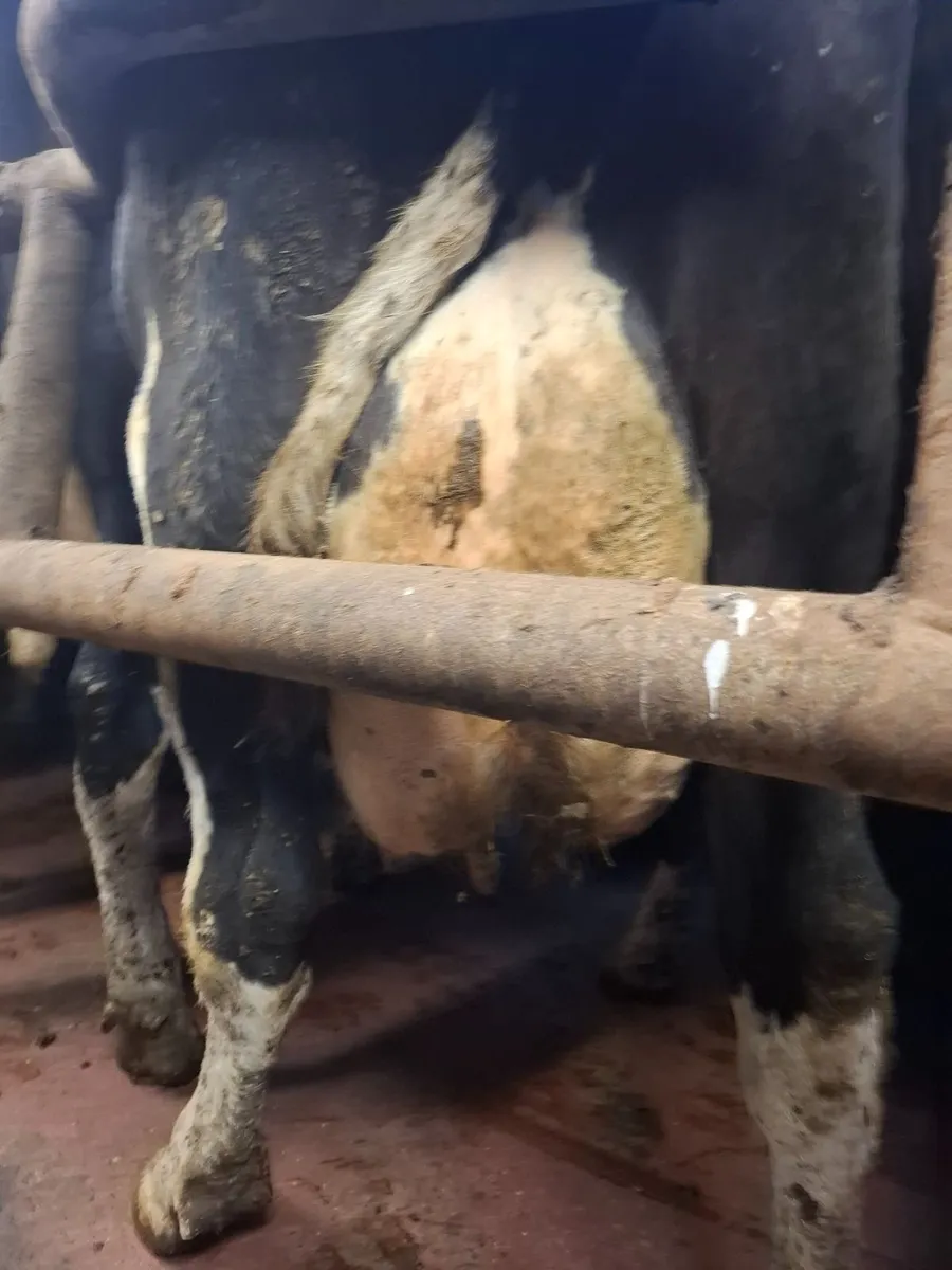 12 young empty AI Bred Milking Cows - Image 2