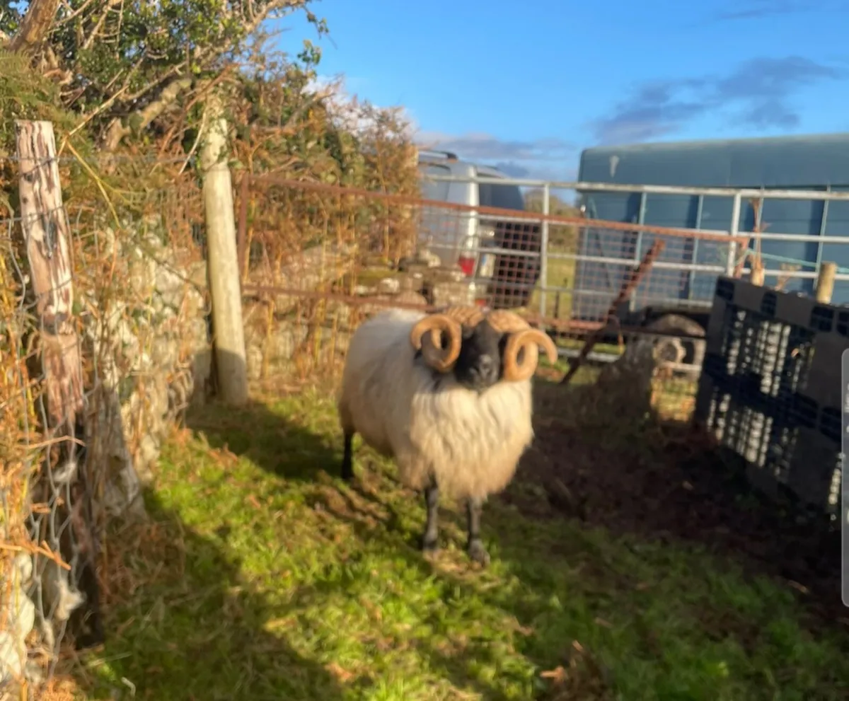 Mayo Blackefaced Ram - Image 1