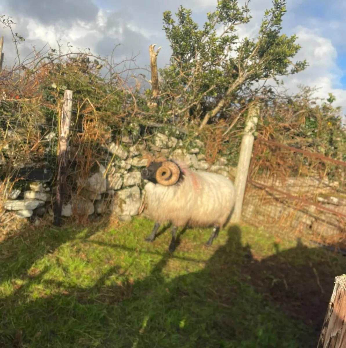 Mayo Blackefaced Ram - Image 2
