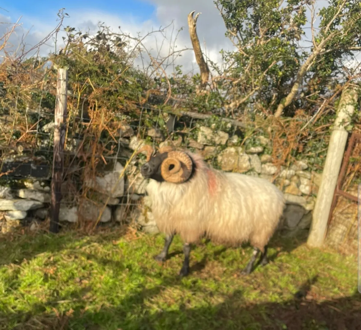 Mayo Blackefaced Ram - Image 3