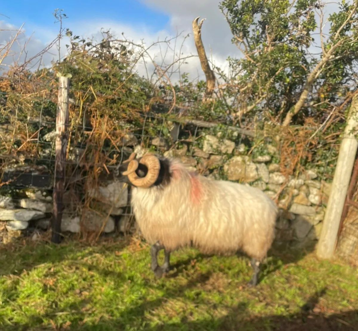 Mayo Blackefaced Ram - Image 4