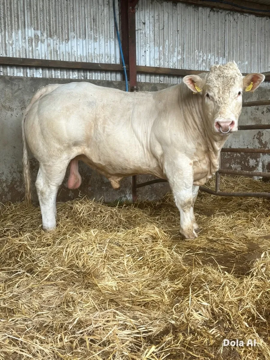 Livestock - Image 2