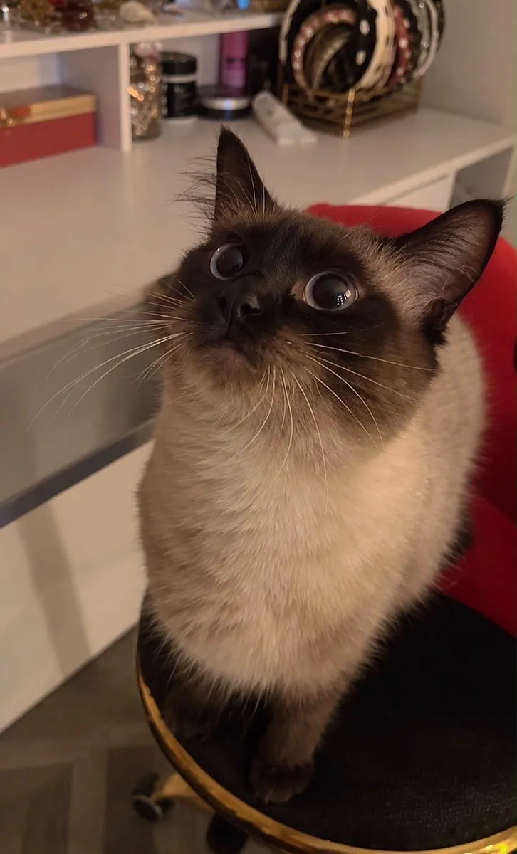 Siamese x Ragdoll & A British Shorthair - Image 2