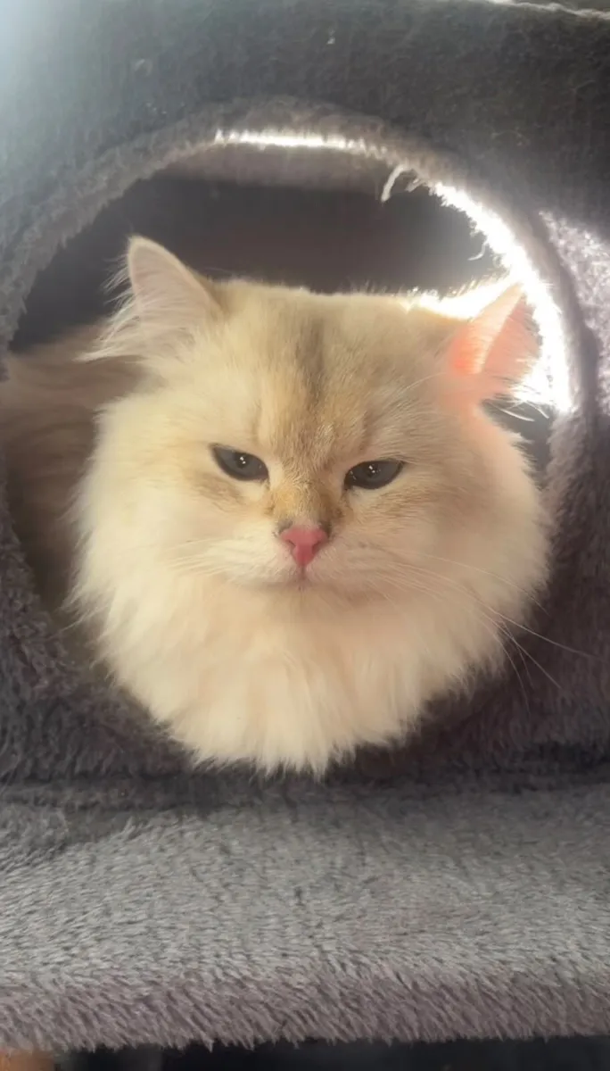 Siamese x Ragdoll & A British Shorthair - Image 3