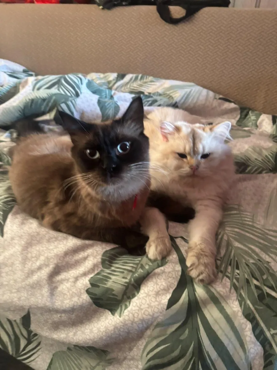 Siamese x Ragdoll & A British Shorthair - Image 1