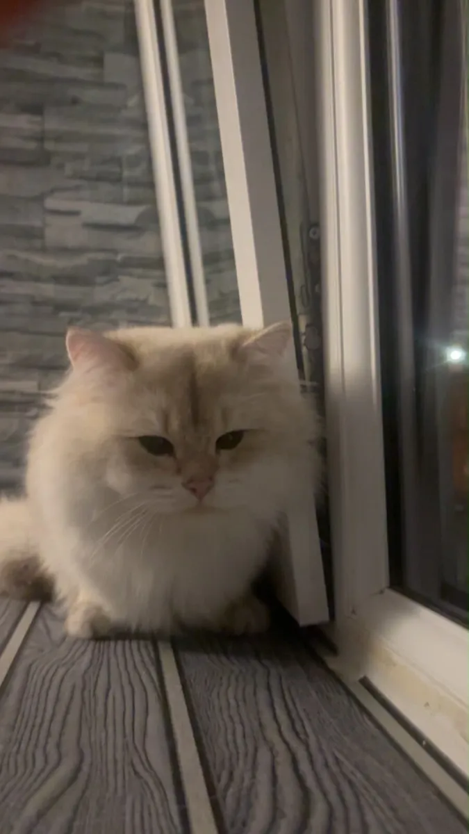Siamese x Ragdoll & A British Shorthair - Image 4
