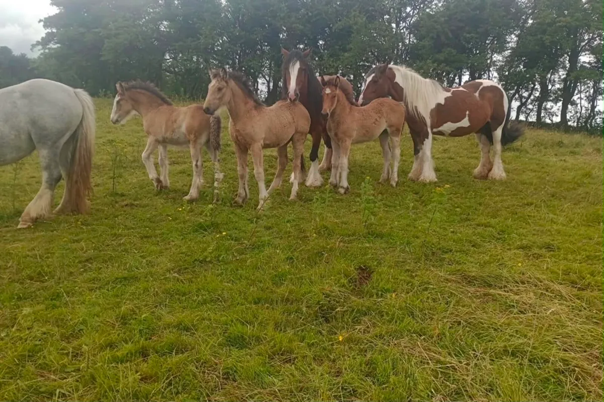 Traditional Heavy Mare - Image 3