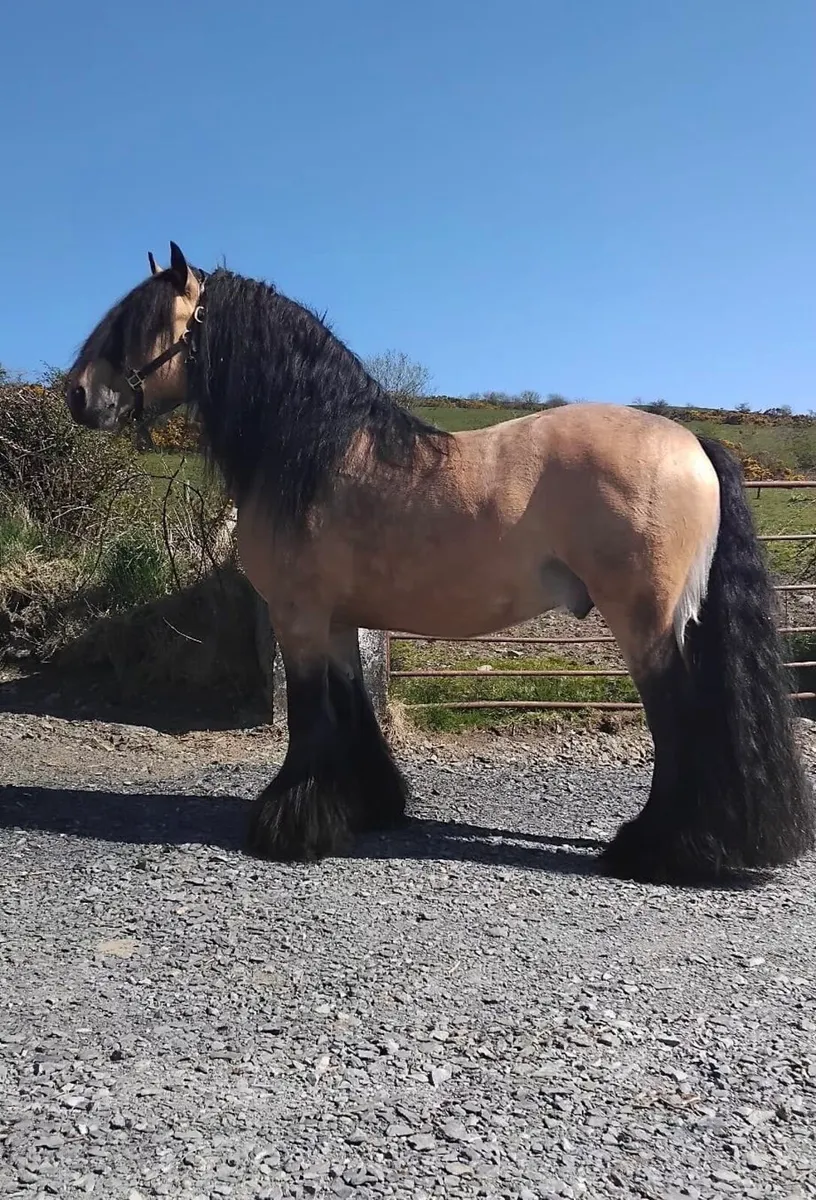 Traditional Heavy Mare - Image 4