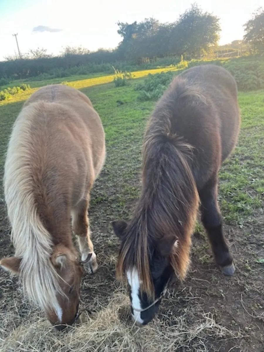 2 nice small filly ponies