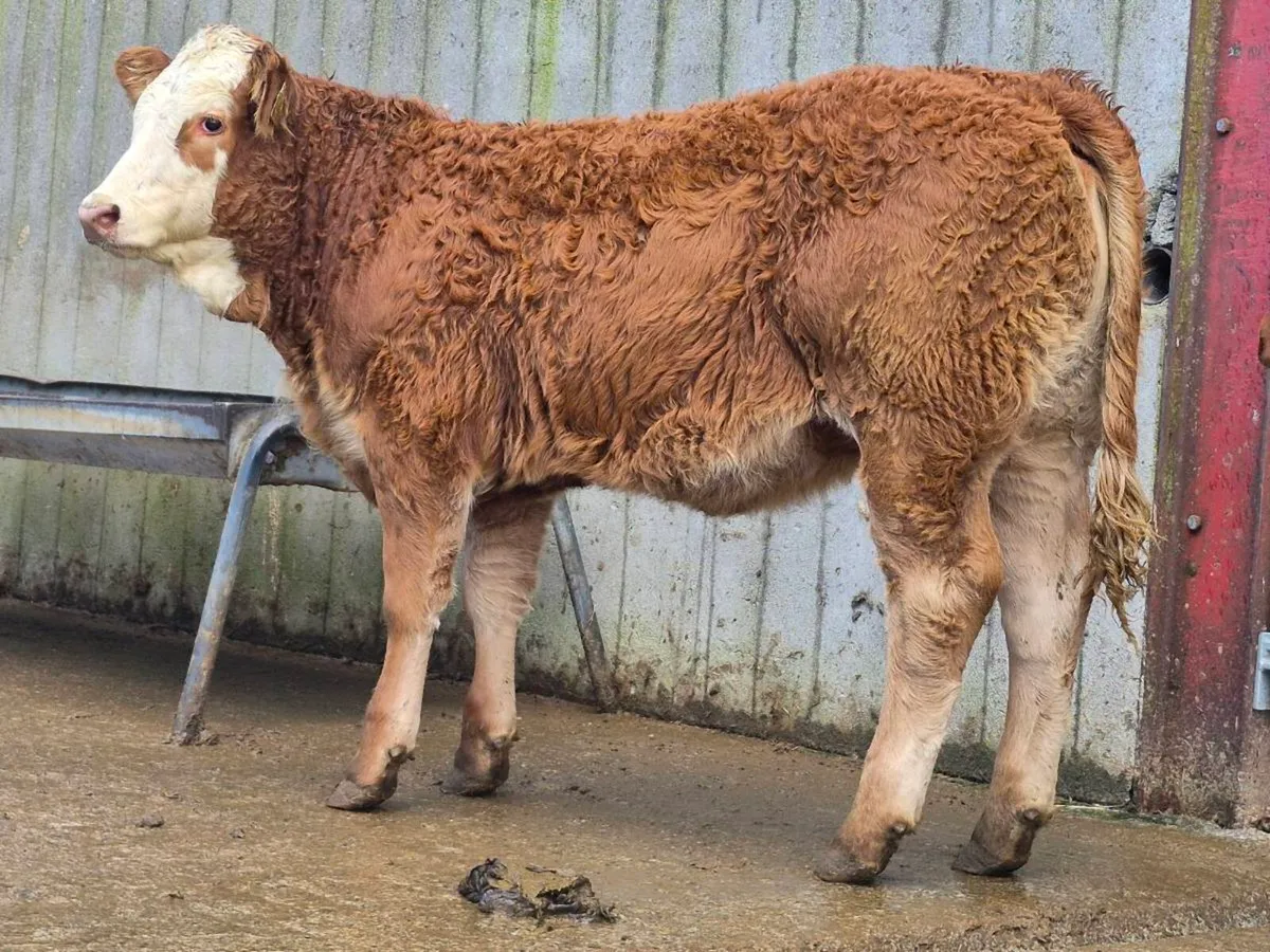 🌟 2 Super Breeding Heifers 🌟 - Image 1