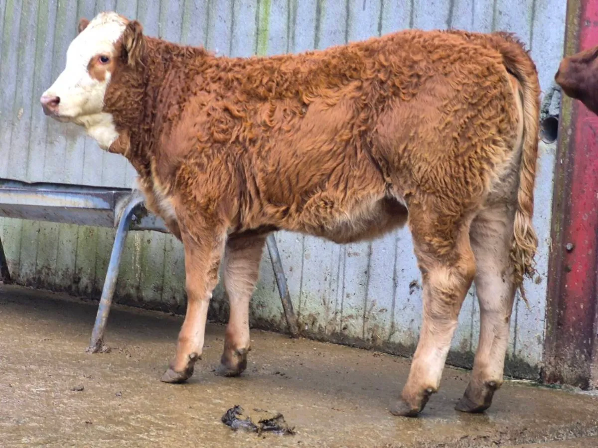 🌟 2 Super Breeding Heifers 🌟 - Image 2