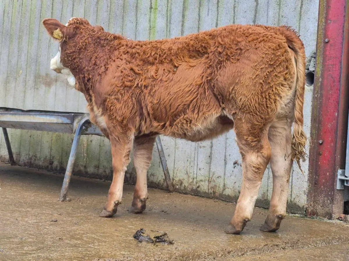 🌟 2 Super Breeding Heifers 🌟 - Image 3