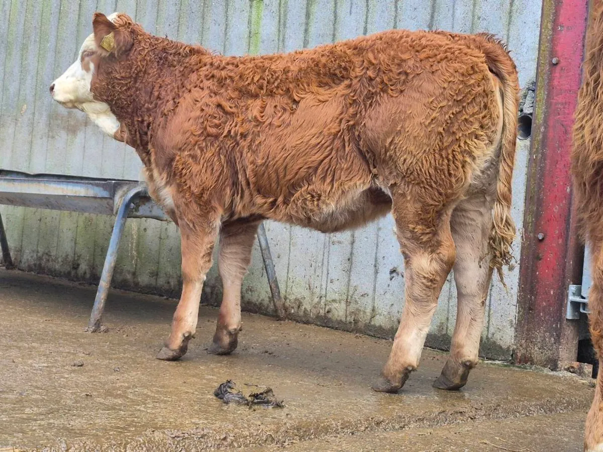 🌟 2 Super Breeding Heifers 🌟 - Image 4