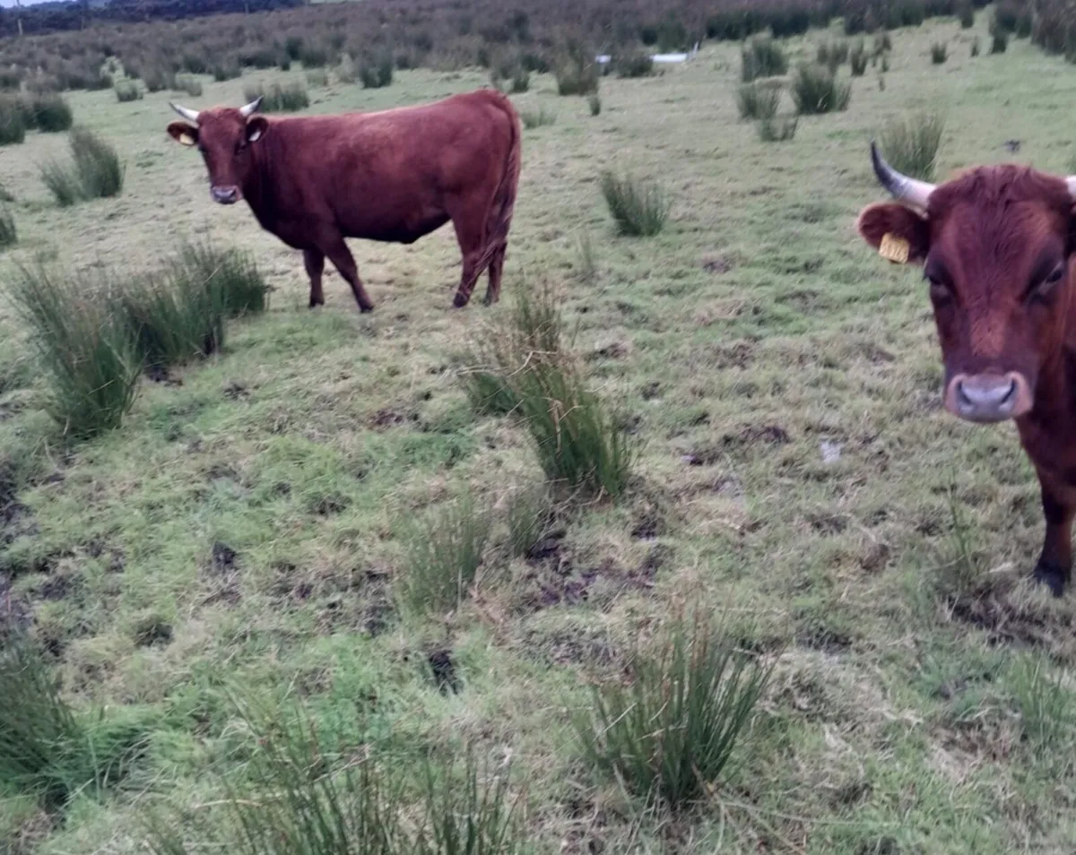 Dexter heifers - Image 2