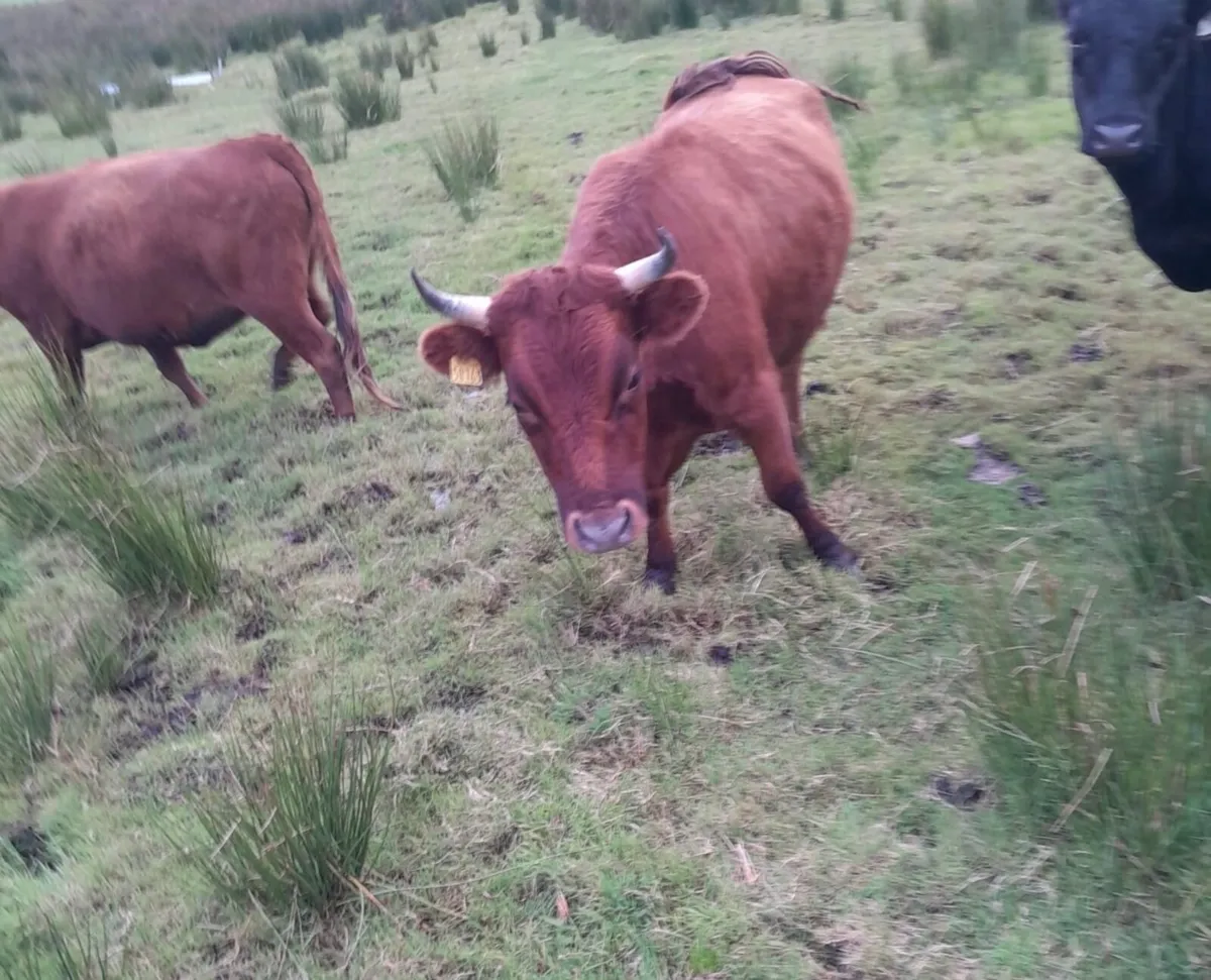 Dexter heifers - Image 3