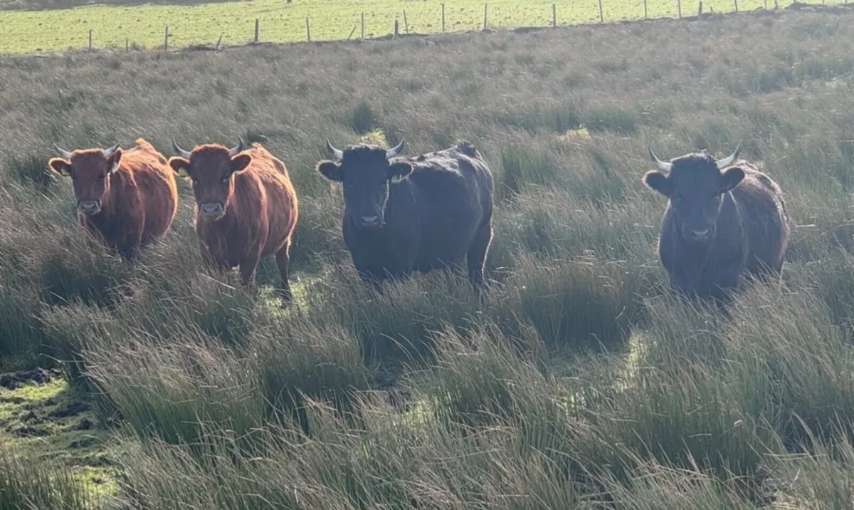 Dexter heifers - Image 1