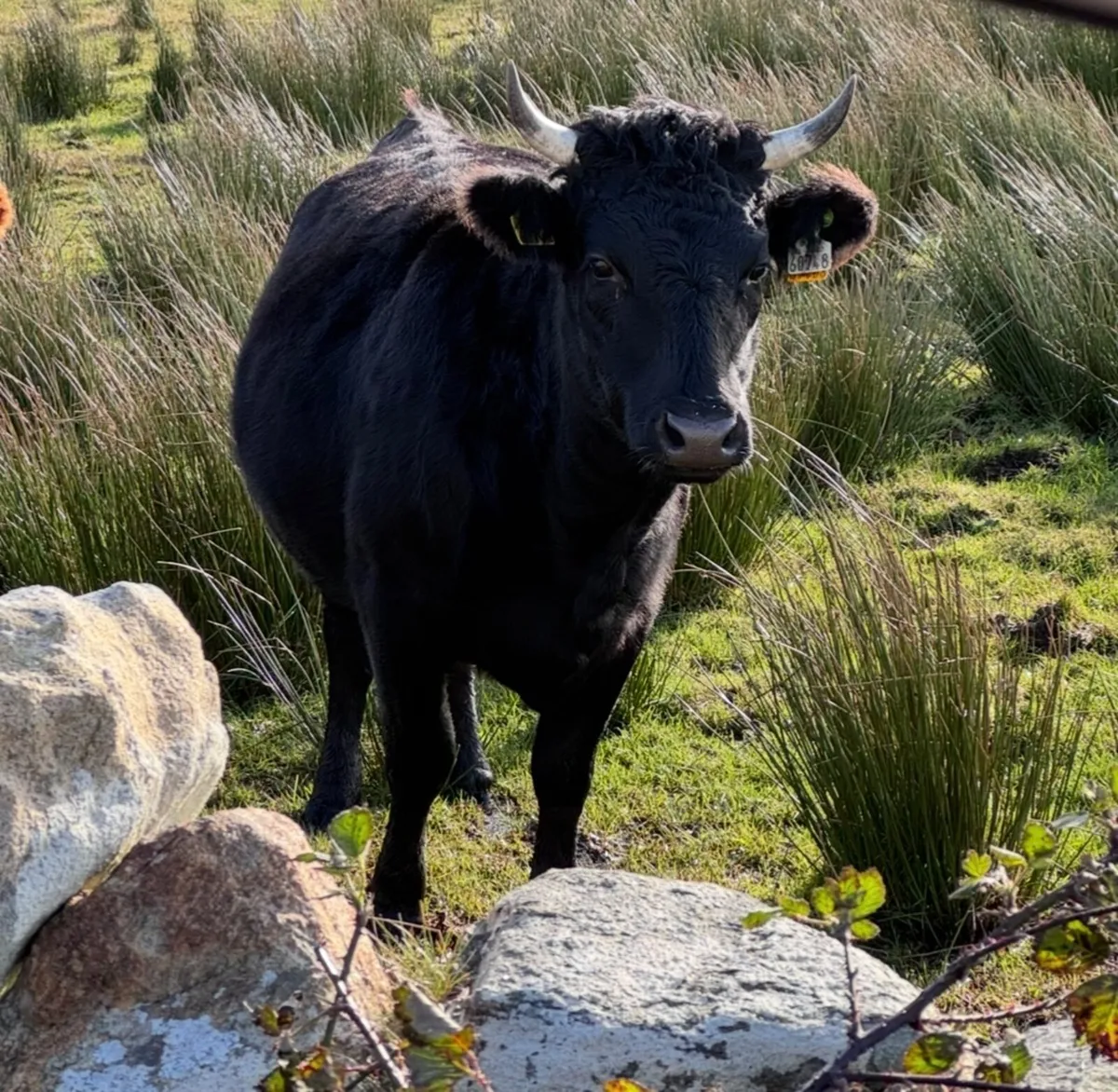 Dexter heifers - Image 4