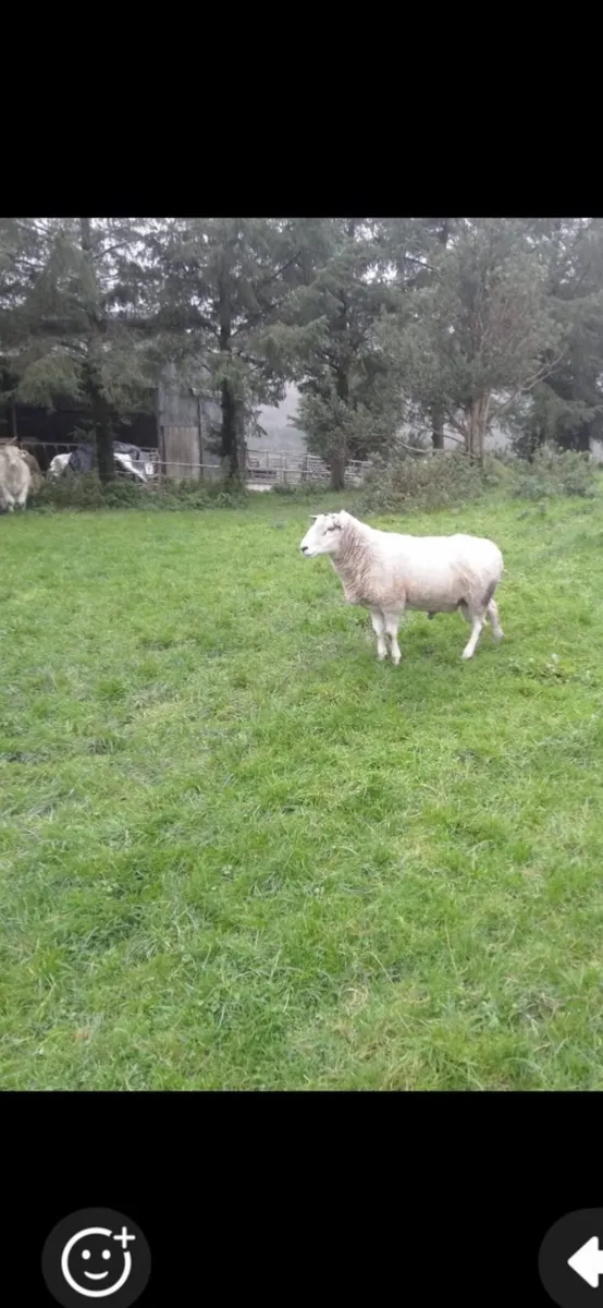 Sheep - Image 2