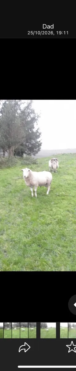 Sheep - Image 1