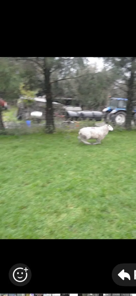 Sheep - Image 3