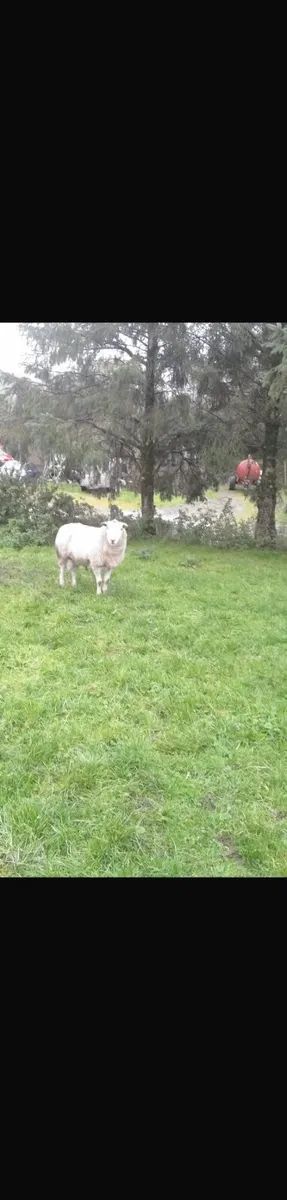 Sheep - Image 4