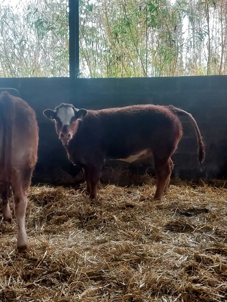 Weanling heifers breeding types - Image 1