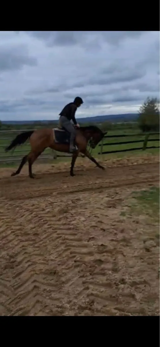 4yr old Thoroughbred mare - Image 1