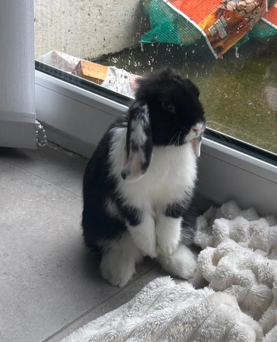 Mini Lop and full set up - Image 1