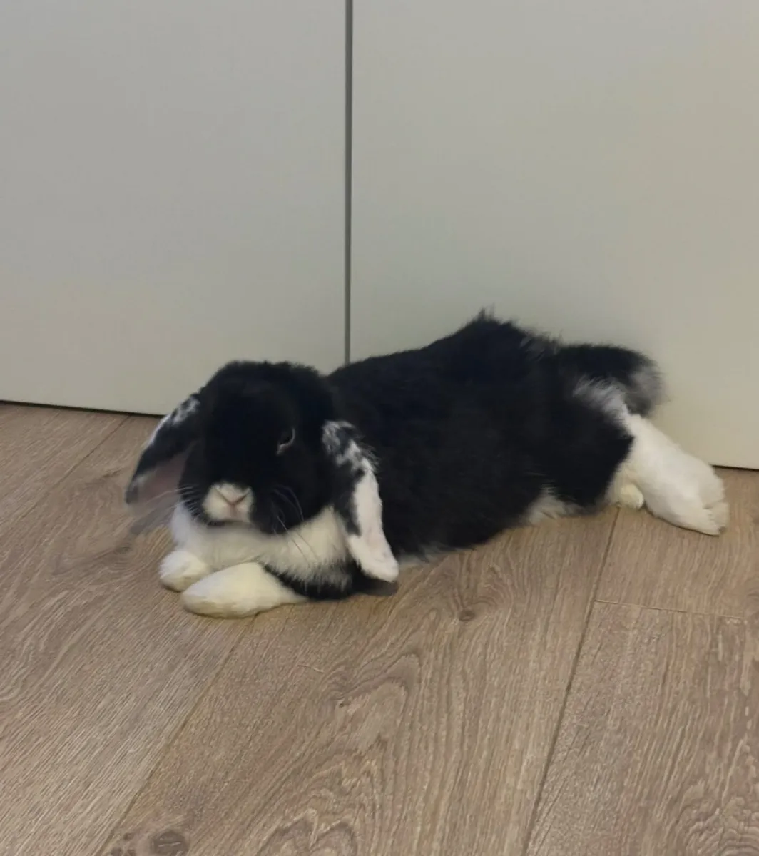 Mini Lop and full set up - Image 2