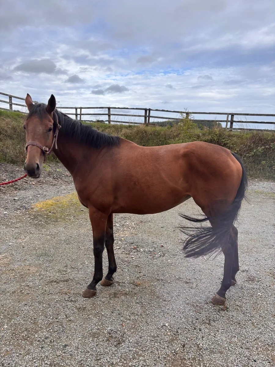 4yr old Thoroughbred mare - Image 3