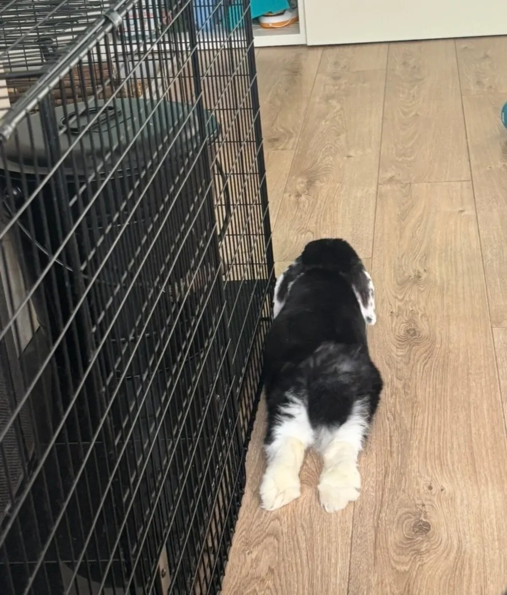 Mini Lop and full set up - Image 4