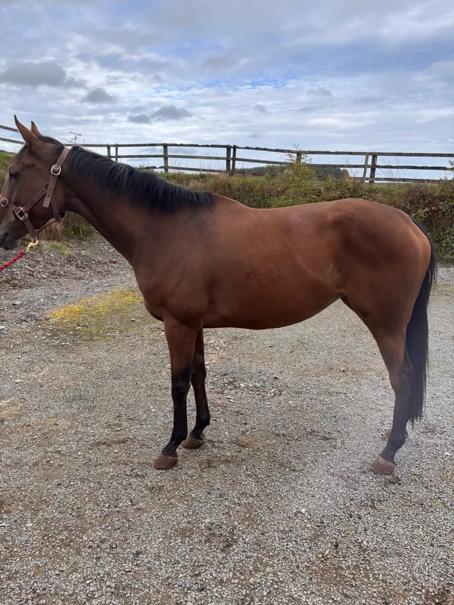 4yr old Thoroughbred mare - Image 4