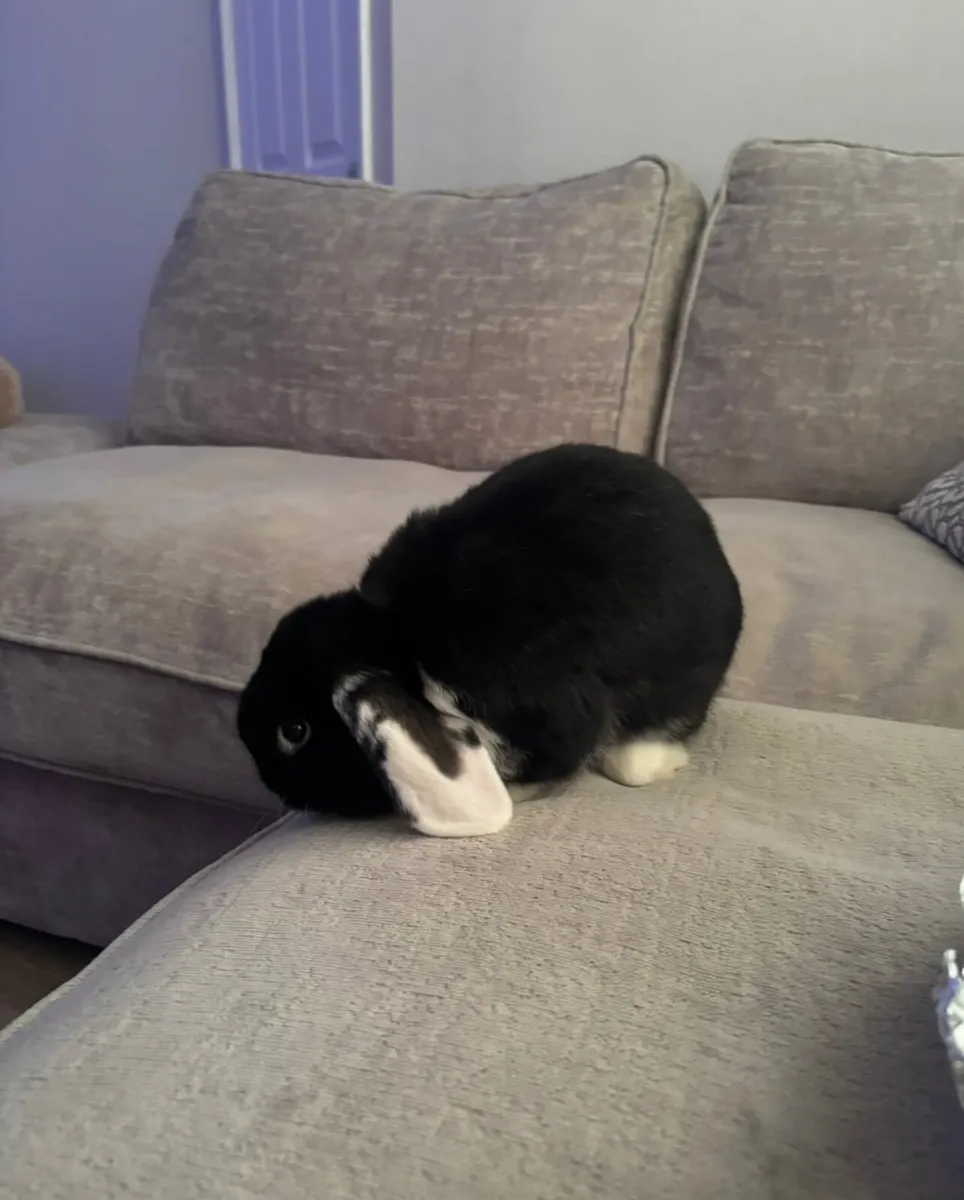 Mini Lop and full set up - Image 3