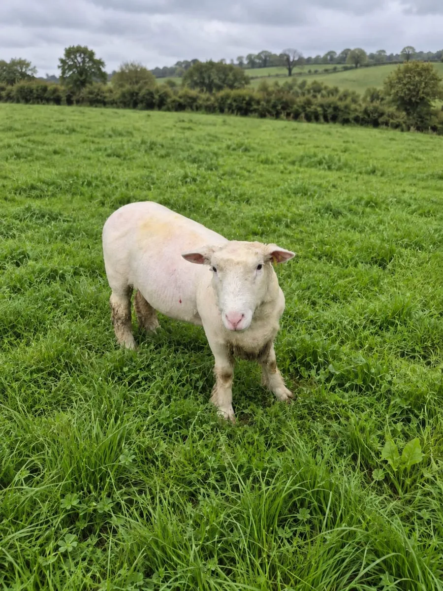 Pbnr Polled Dorset Hogget Ram