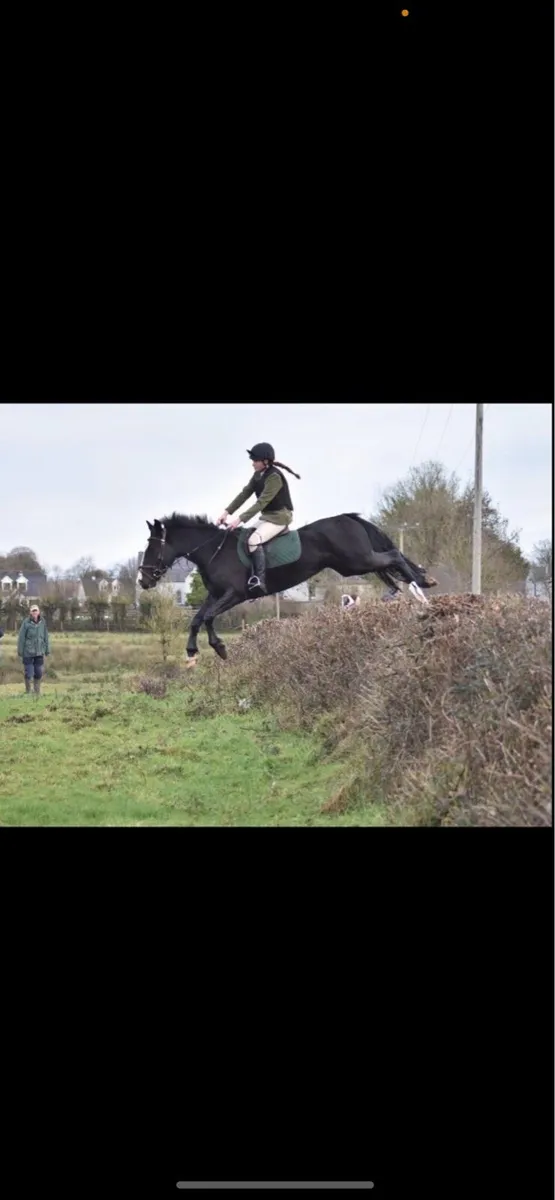 Lovely all rounder gelding - Image 1