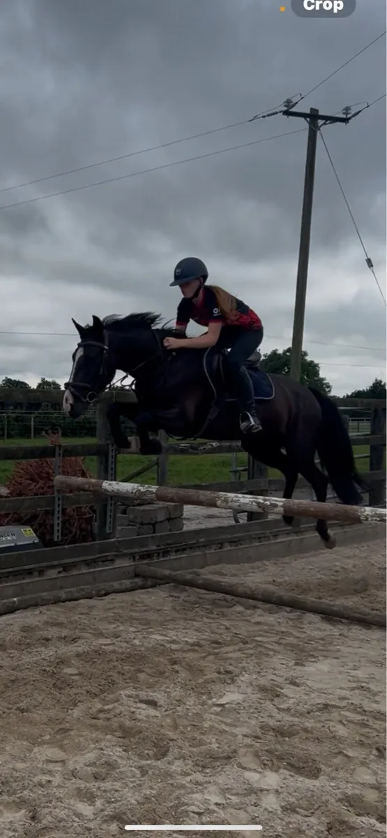 Lovely all rounder gelding - Image 2