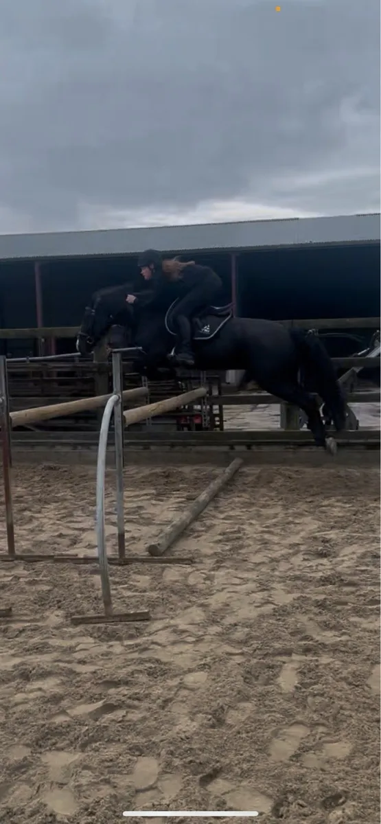Lovely all rounder gelding - Image 3