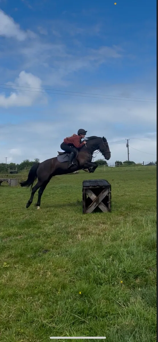 Lovely all rounder gelding - Image 4