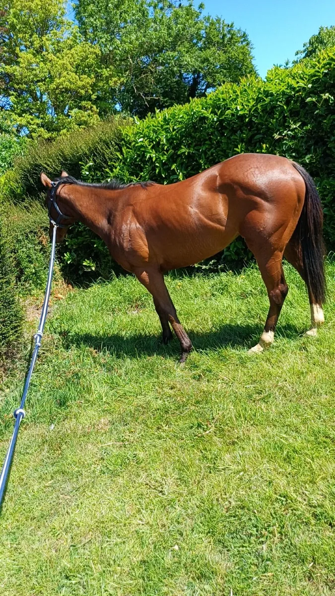Horse - Image 2