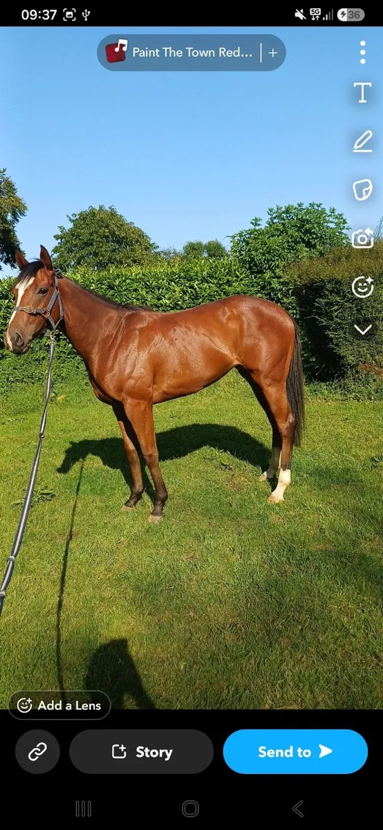 Horse - Image 3