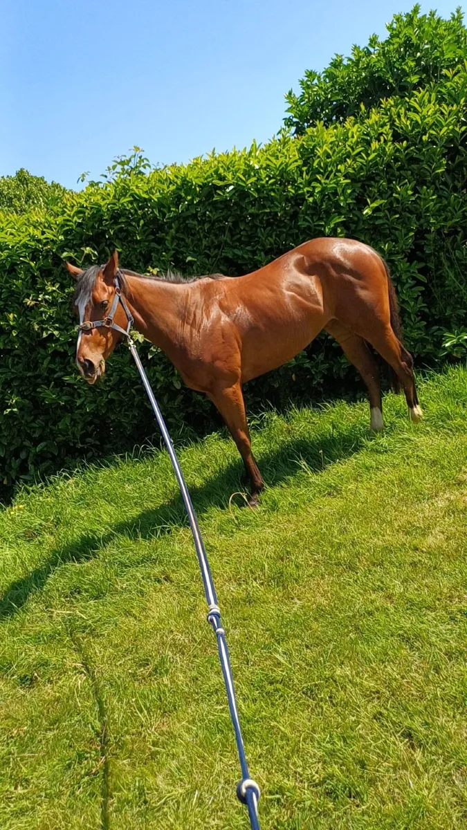 Horse - Image 1