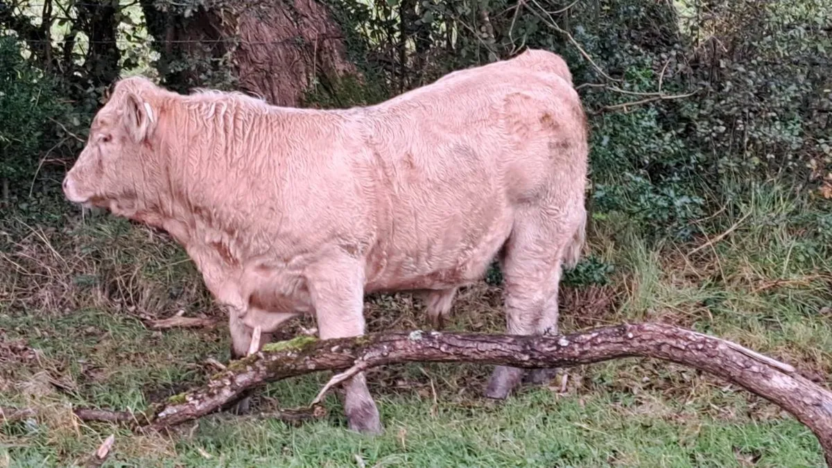 Charolais & Limousin X Bullocks& heifers & Lim Cow - Image 1