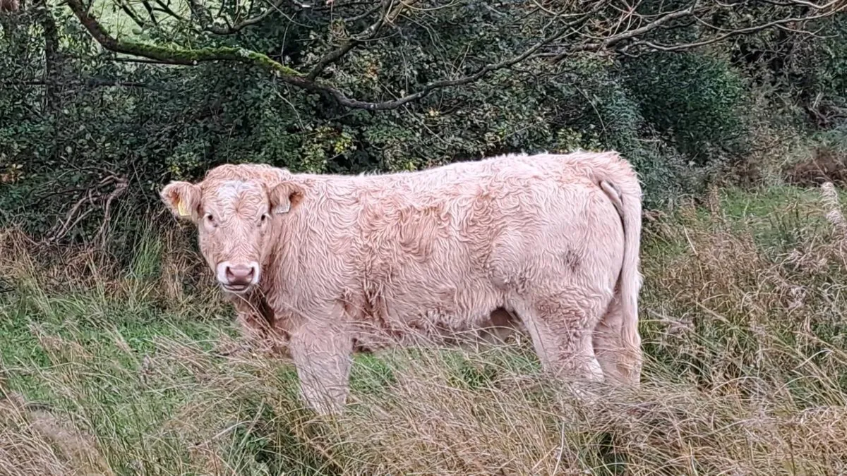 Charolais & Limousin X Bullocks& heifers & Lim Cow - Image 2