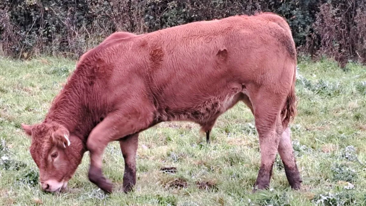 Charolais & Limousin X Bullocks& heifers & Lim Cow - Image 3