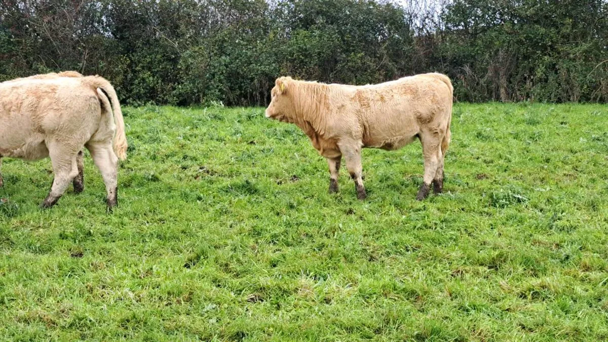Charolais & Limousin X Bullocks& heifers & Lim Cow - Image 4
