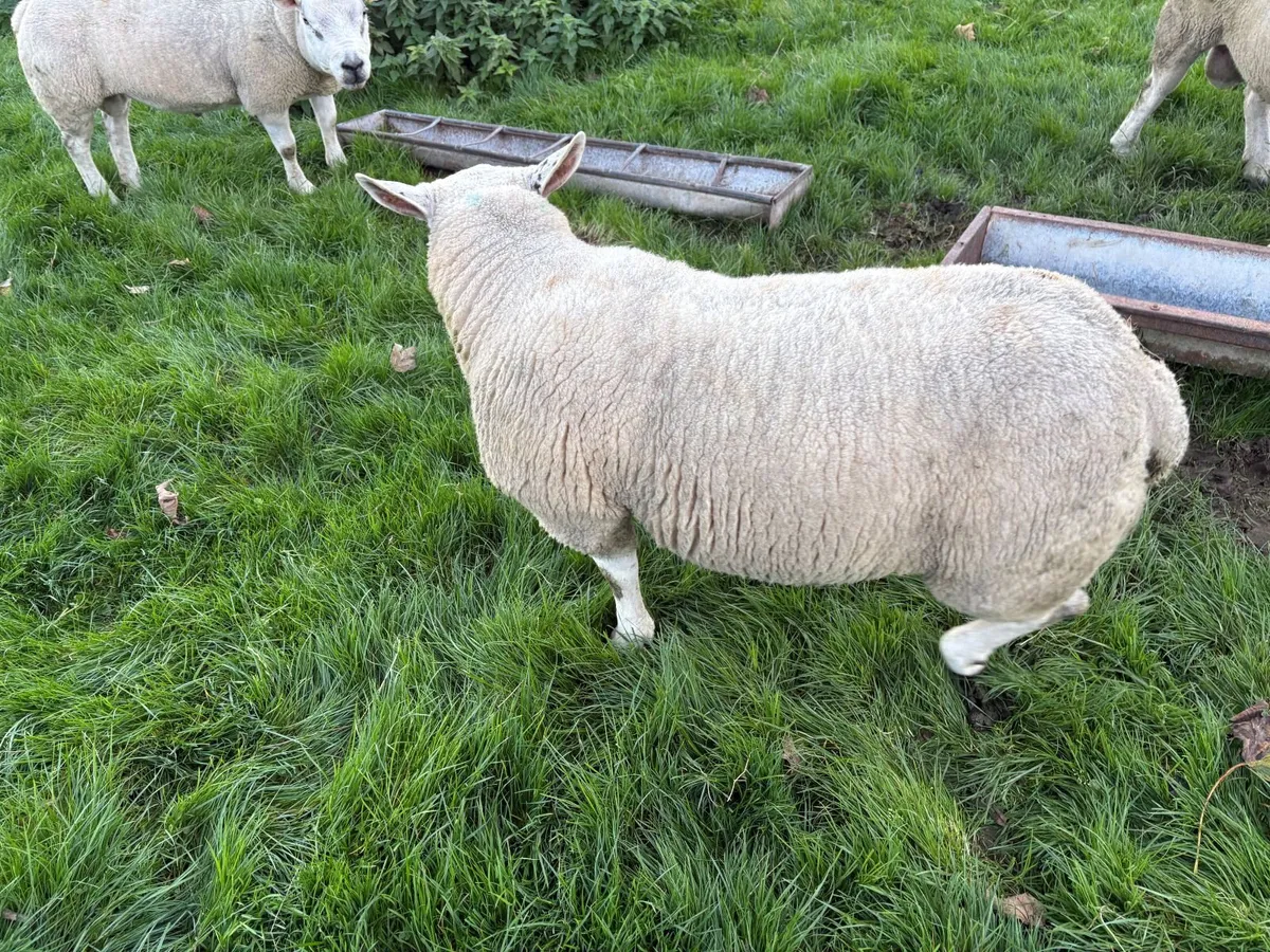 Texel Shearling Ram - Image 1