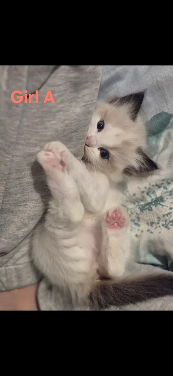 Pedigree Ragdoll Kittens. Parents TICA reg. - Image 3