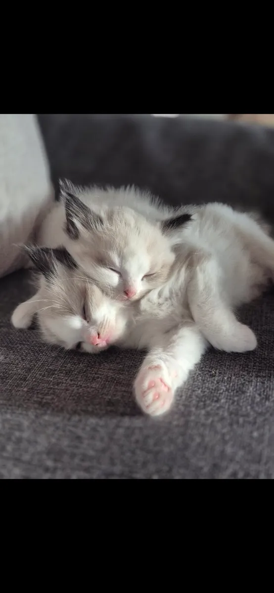 Pedigree Ragdoll Kittens. Parents TICA reg. - Image 4