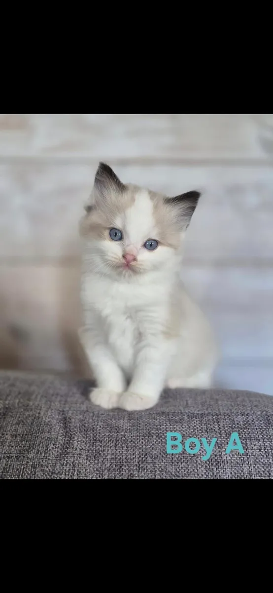 Pedigree Ragdoll Kittens. Parents TICA reg. - Image 2